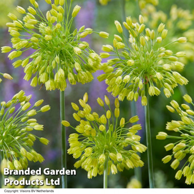 Allium Yellow Fantasy - 10 Bulbs