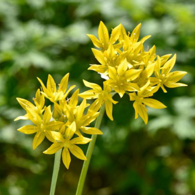 Allium Yellow Fantasy 5 Spring Bulbs