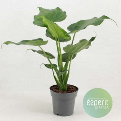 Alocasia Cucullata, 17cm Pot Size, 55cm Tall, Hooded Dwarf Elephant Ear, Indoor Houseplant