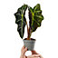 Alocasia Curly Bambino Baby Plant (5-10cm Height Including Pot) - Indoor Plant