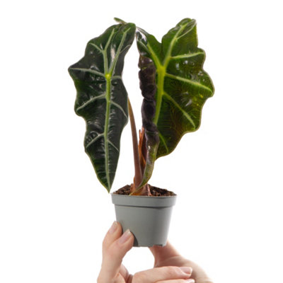 Alocasia Curly Bambino Baby Plant (5-10cm Height Including Pot) - Indoor Plant