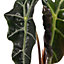 Alocasia Curly Bambino Baby Plant (5-10cm Height Including Pot) - Indoor Plant