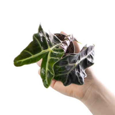 Alocasia Curly Bambino Baby Plant (5-10cm Height Including Pot) - Indoor Plant - 3