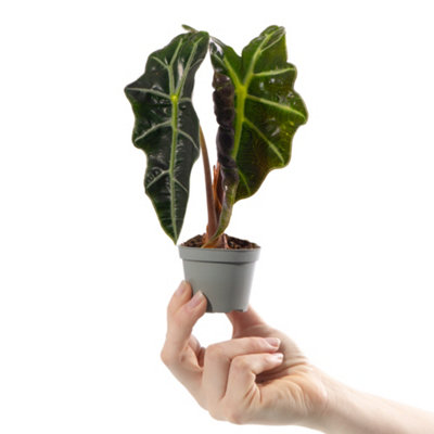Alocasia Curly Bambino Baby Plant (5-10cm Height Including Pot) - Indoor Plant - 4