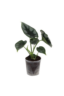 Alocasia Dragon Scale, 6cm Pot Size, 15cm Tall, Elephant ear, Indoor Houseplant