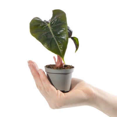Alocasia Dragon Scale Baby Plant (5-10cm Height Including Pot 