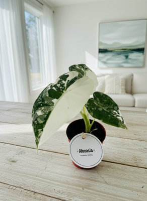 ALOCASIA FRYDEK VARIEGATA POT SIZE 6 CM HEIGHT 10 VARIEGATED ELEPHANT EAR  INDOOR HOUSEPLANT