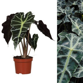 Alocasia Polly - Elephant Ear Plant in 12cm Pot - 30-40cm in Height - Evergreen