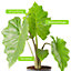Alocasia Portodora Plant - Majestic Tropical Foliage, Large Specimen (60-70cm)