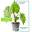 Alocasia Portodora Plant - Majestic Tropical Foliage, Large Specimen (60-70cm)