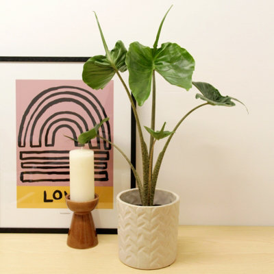 Alocasia Stingray (Orecchie D'elefante) - Pianta Da Interno In Vaso, Altezza Variabile