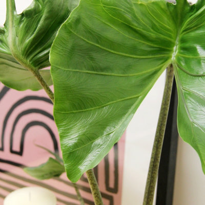 indoor plants spider plant Spider Plant 'Hawaiian'