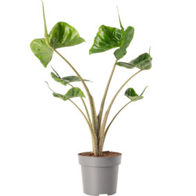 Alocasia Stingray Plant - Dramatic Stingray-Shaped Foliage, Mid-Sized Exotic (50-60cm)