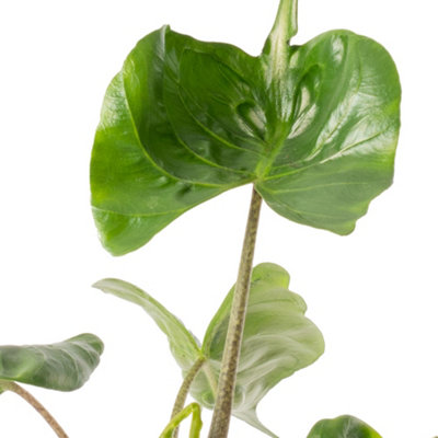 Alocasia Stingray Plant - Unique Stingray-Shaped Leaves, Exotic Accent (30-40cm)