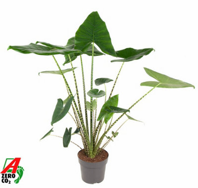 Alocasia Zebrina, 24cm Pot Size, 110cm Tall, Zebra plant, Indoor Houseplant