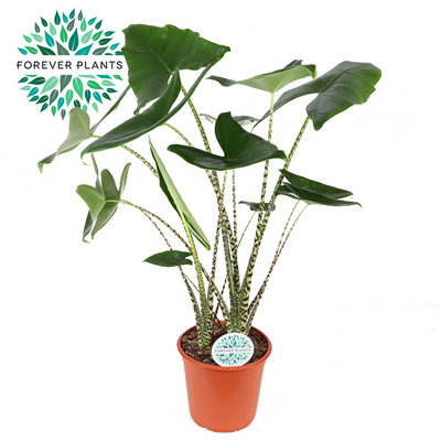 Alocasia Zebrina, 24cm Pot Size, 95cm Tall, Zebra plant, Indoor Houseplant