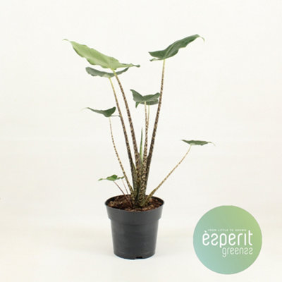 Alocasia Zebrina Siberian Tige, 17cm Pot Size, 55cm Tall, Elephant ear, Indoor Houseplant