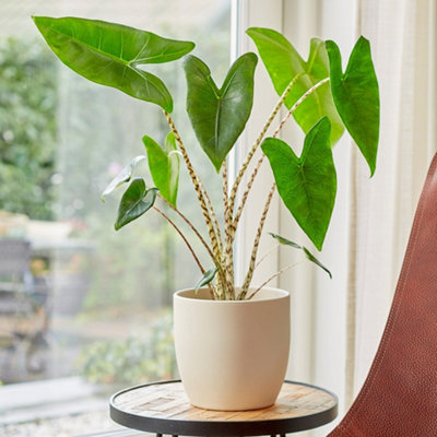 Alocasia Zebrina Zebra Elephants Ears 14cm Pot 50cm Tall Foliage House  Plants