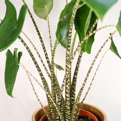 Alocasia Zebrina - Zebra Indoor Plant
