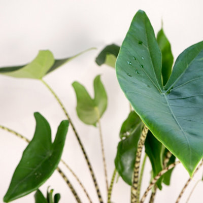 birkenfeige zimmerpflanze Kaufen Sie jetzt Zimmerpflanze Birkenfeige Ficus benjamina 'Daniëlle'