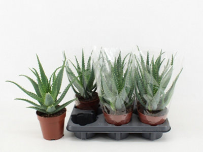 aloe vera caps erfahrungen Sovam Aloe Vera Capsules 60 Caps