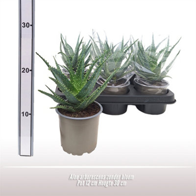 Aloe Arborescens, 12cm Pot Size, 30cm Tall, Krantz Aloe, Indoor Houseplant