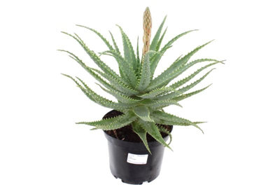 aloe vera gel hochkonzentriert Aloe Vera Gel  bio  vegan  hochkonzentriert   reineoele