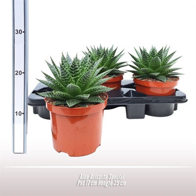 Aloe Aristata Special, 17cm Pot Size, 25cm Tall, Lace Aloe, Indoor  Houseplant