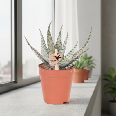 ALOE BRONZE LIZARD POT SIZE 9 CM HEIGHT 19 INDOOR HOUSEPLANT