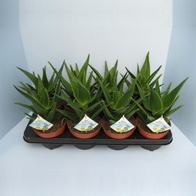 aloe vera trockene haare Aloe Vera Spray aus der Apotheke
