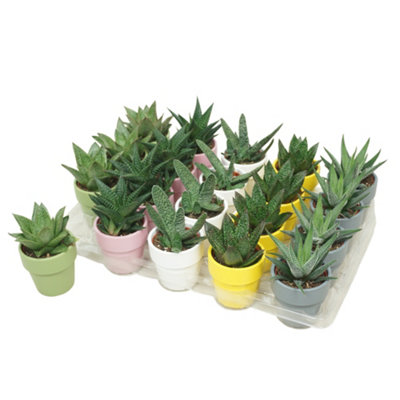 Aloe - Haworthia Mixed Keram, 505cm Pot Size, 10cm Tall, Haworthia, Indoor  Houseplant