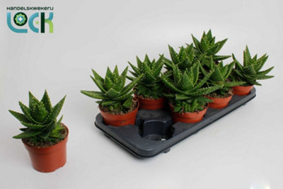 Aloe Mitriformis, 12cm Pot Size, 20cm Tall, Mitriformis Aloe,Indoor  Houseplant