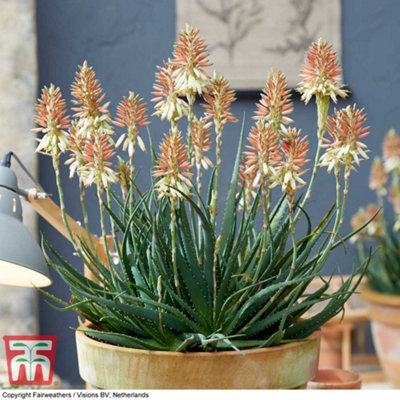 Aloe Safari Sunrise 13cm Potted Plant x 1