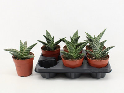 aloe vera erfahrungen forum Aloe Vera Gold Propoliscreme
