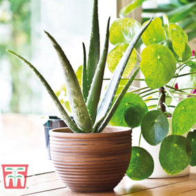 Aloe Vera 10.5cm Potted Plantx 1 + Incredi Houseplant Drip Feeder 30ml Bottle 1 Unit