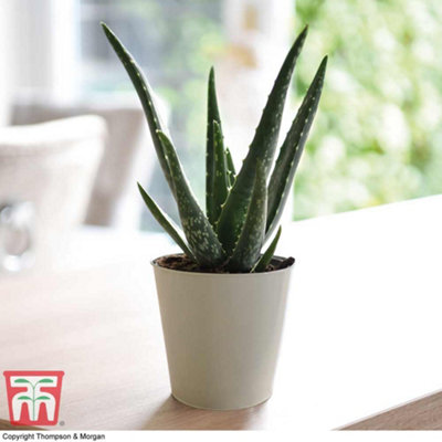 Aloe Vera 10.5cm Potted Plantx 3 + Incredi Houseplant Drip Feeder 30ml Bottle 1 Unit x 3 - 3