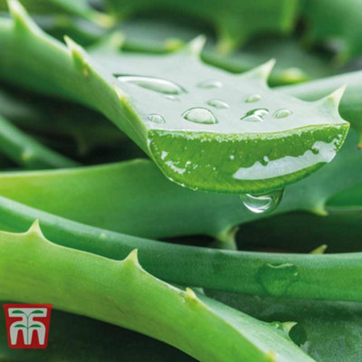 Aloe Vera 10.5cm Potted Plantx 3 + Incredi Houseplant Drip Feeder 30ml Bottle 1 Unit x 3 - 4
