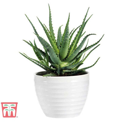Aloe Vera 10.5cm Potted Plantx 3 + Incredi Houseplant Drip Feeder 30ml Bottle 1 Unit x 3 - 5