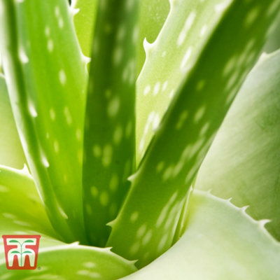 Aloe Vera 10.5cm Potted Plantx 3 + Incredi Houseplant Drip Feeder 30ml Bottle 1 Unit x 3 - 6