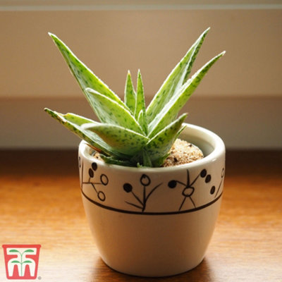 Aloe Vera 10.5cm Potted Plantx 3 + Incredi Houseplant Drip Feeder 30ml Bottle 1 Unit x 3 - 8
