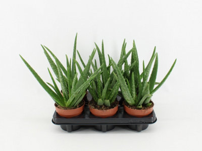 ALOE VERA, 12CM POT SIZE, 35CM TALL, ALOE, INDOOR HOUSEPLANT