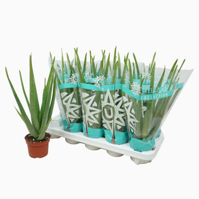 azazie agave Pocket Square in Azazie Agave main image 0