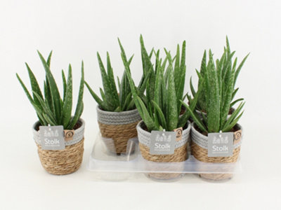 Aloe Vera Basket, 13cm Pot Size, 30cm Tall, Aloe, Indoor Houseplant