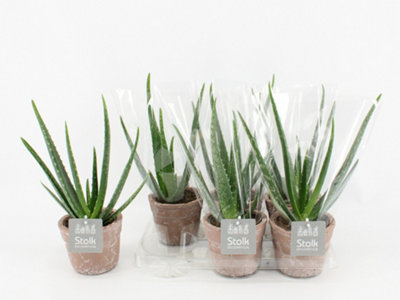 klapp creme aloe vera KLAPP Skin Natural Aloe Vera Gel – KLAPP main image 1