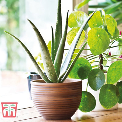 Aloe Vera Houseplant Potted Plant X 2 DIY At B Q   Aloe Vera Houseplant Potted Plant X 2~5057554044566 01c MP