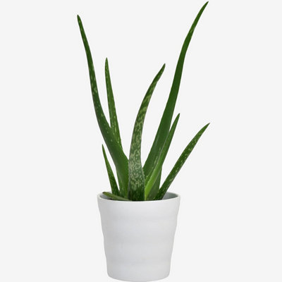 Aloe Vera Houseplant Real Indoor Plant for Office, Home, Bedroom, Kitchen and Living Room, Perfect for Clean Air