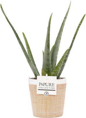 Aloe Vera Houseplant with Pot, Houseplant Real Indoor Plant for Office, Home, Bedroom, Kitchen and Living Room