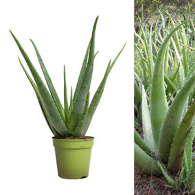Aloe Vera in 11cm Pot - 25-30cm in Height - Fantastic Plant for Beginners to Houseplants