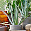 Aloe Vera - Low-Maintenance Indoor Succulent Plant for Home Décor (30-40cm Height Including Pot)