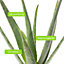 Aloe Vera - Low-Maintenance Indoor Succulent Plant for Home Décor (30-40cm Height Including Pot)